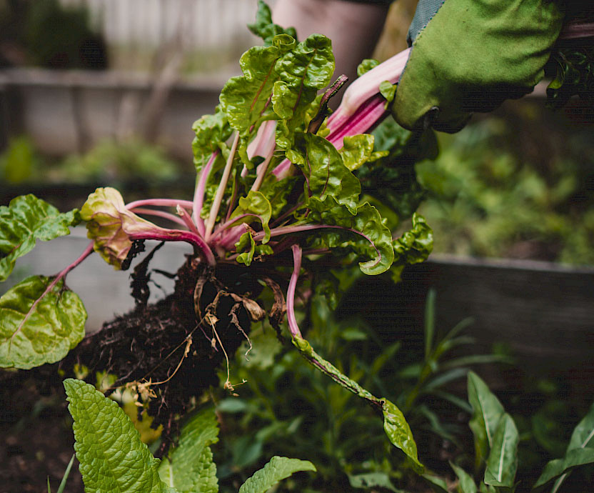 New Work? Beschäftigte können ihr Essen teilweise selbst anpflanzen. Bild: Jonathan Kemper